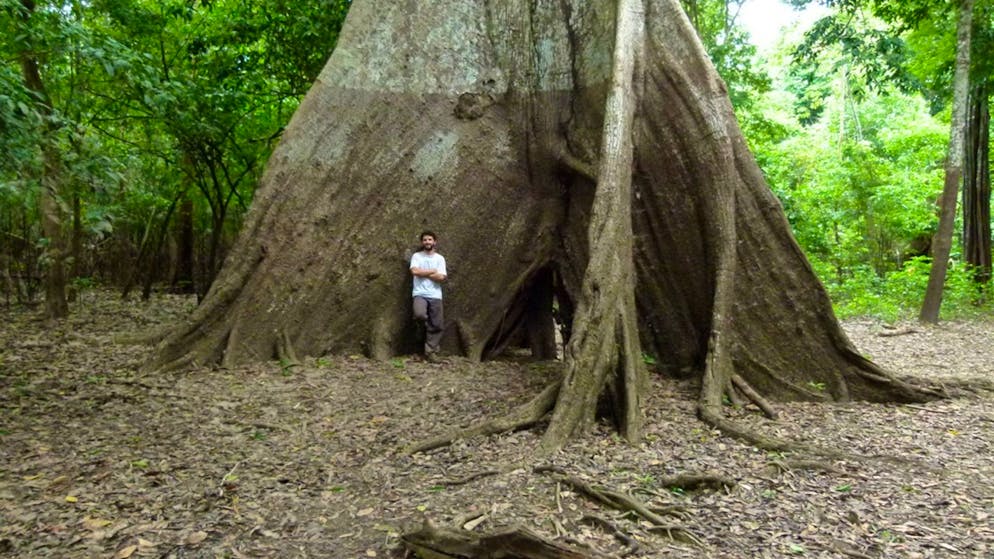 «Grüne Lunge» der Erde. So dramatisch verändert sich der Amazonas-Regenwald