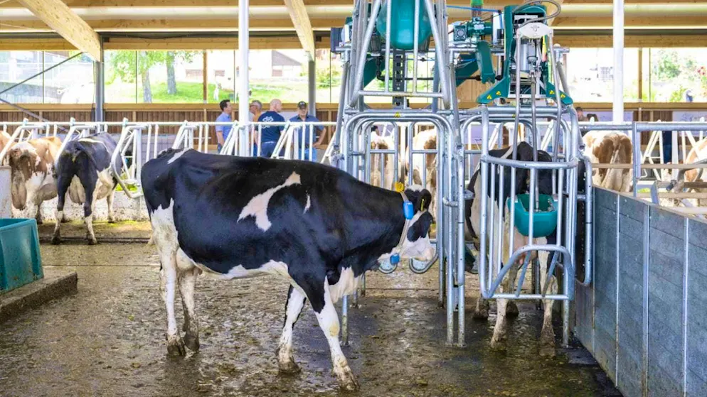 The cows are lured into the cow toilet with corn cubes, where they defecate in a bowl.