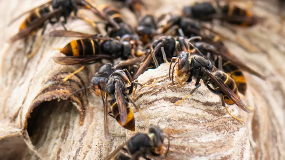 Le canton de Vaud intensifie sa lutte contre le frelon asiatique en collaboration avec la Fédération vaudoise des sociétés d’apiculture (archives).