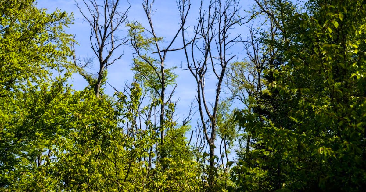 Alarmant : Le Climat Suisse en Détresse - Dix Indicateurs Clés au Rouge