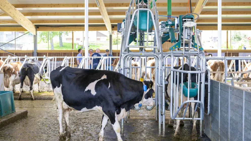 L'obiettivo è abbassare le emissioni per mucca.