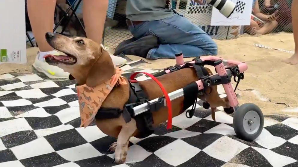 L.A. Calling: Simones Hollywood Stories. Auf die Plätze, fertig, Dackel – Simone am grössten Hunde-Derby der USA