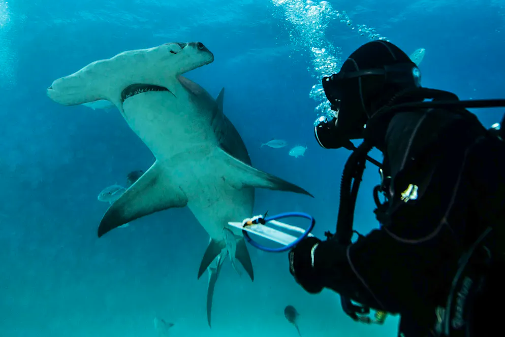 Vital Heim researches sharks.