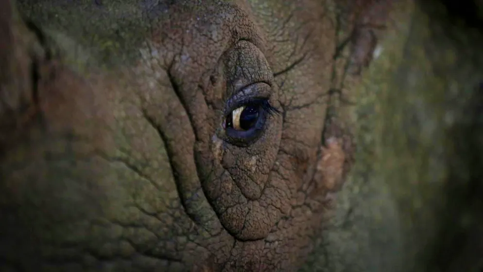 Effondrement de 96%. D'Afrique du Sud au Mozambique: 10 rhinocéros menacés déplacés