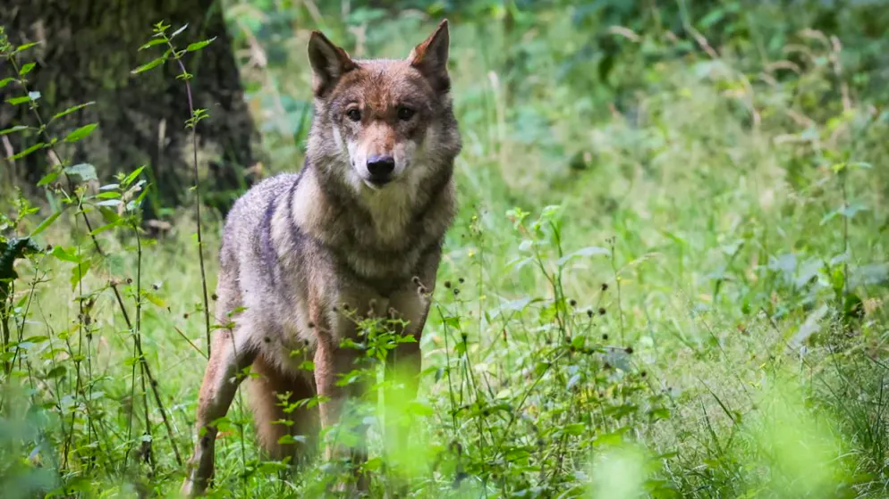 Le Conseil national veut éloigner les loups - ici une louve dans un parc animalier - des troupeaux d'animaux de rente dans les Alpes en les effarouchant (archives).