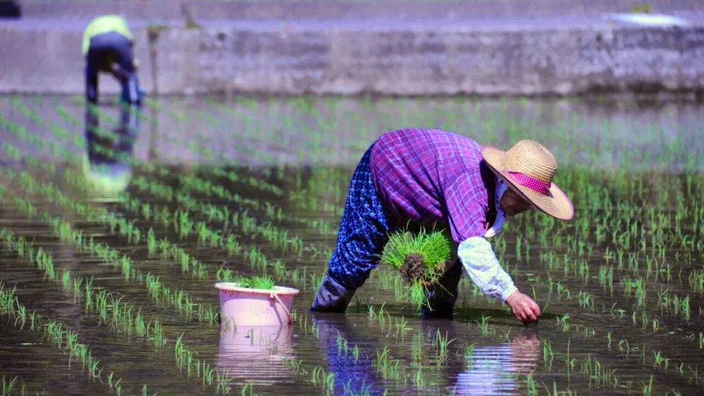 Japanese rice farmers at work in Fukushima. (archive picture)