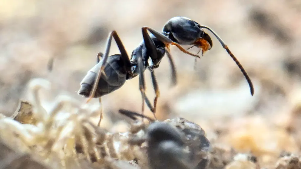 Actu et dicton du jour. La fourmi invasive à l'assaut du Valais: 15 bâtiments infestés!