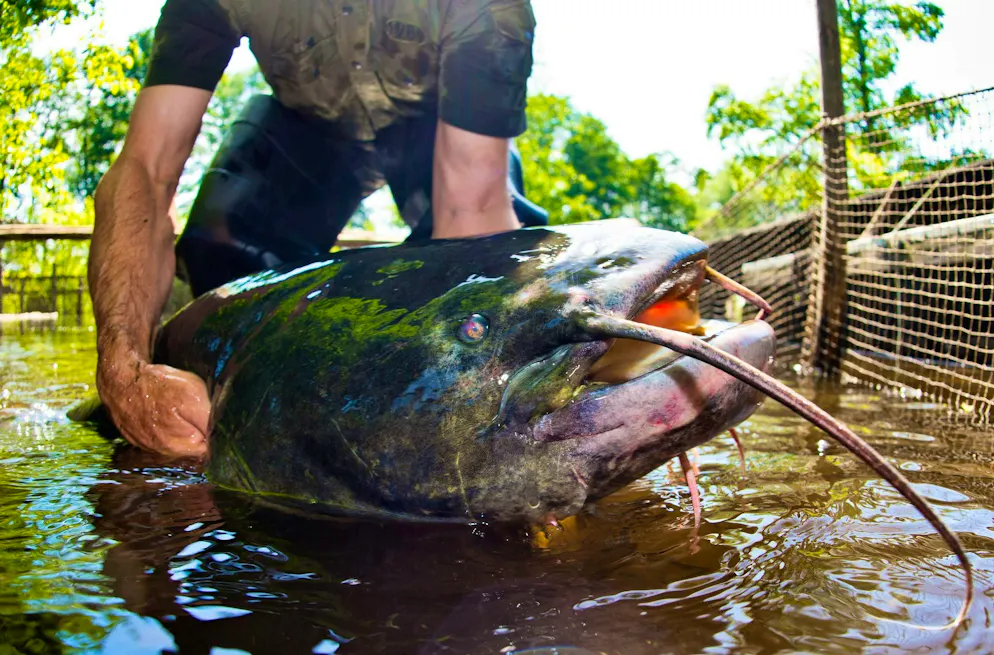 Cinq baigneurs mordus : Un policier abat un poisson de deux mètres - Gallery. Un poisson-chat géant semblable à celui-ci a blessé cinq baigneurs en Bavière. (Image symbolique) 