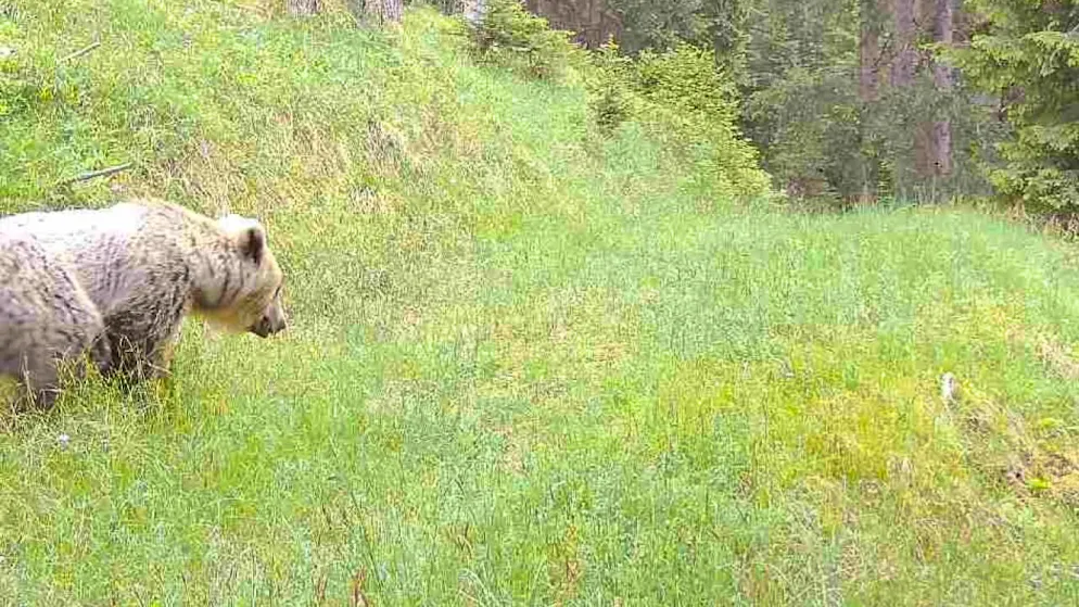 Un ours a été surpris par un piège photographique le 10 juin dernier à Bergün (GR).