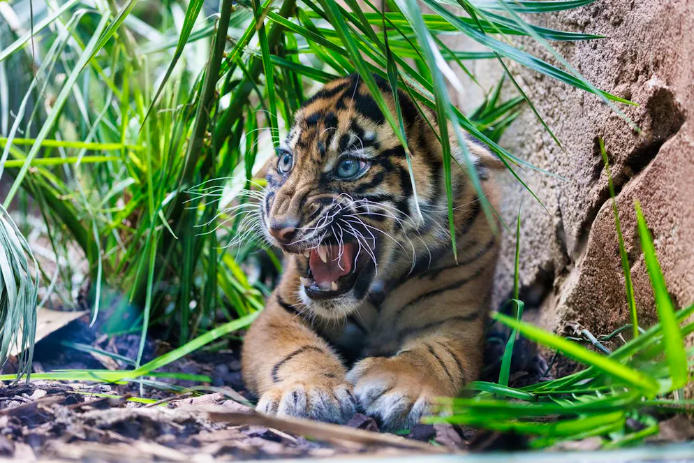 La Thaïlande espère restaurer sa population de tigres d'Indochine, au bord de l'extinction dans les années 2000, mais qui, grâce aux efforts des autorités et des défenseurs de l'environnement, remontre le bout de son museau.