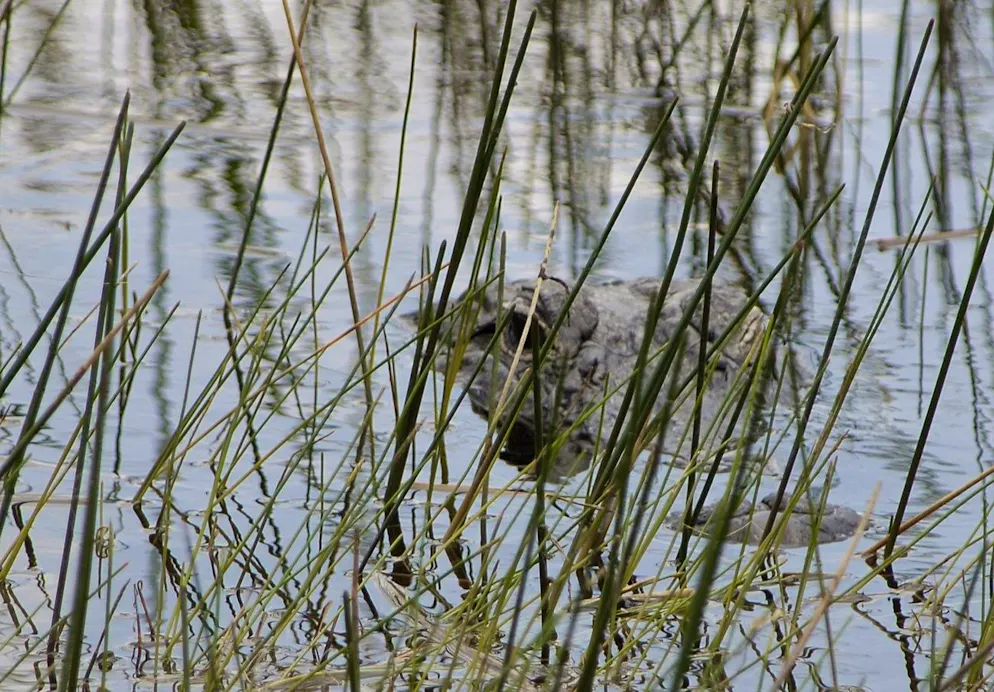 Un alligatore viene avvistato mentre scruta l'erba delle seghe nelle Everglades della Florida.
