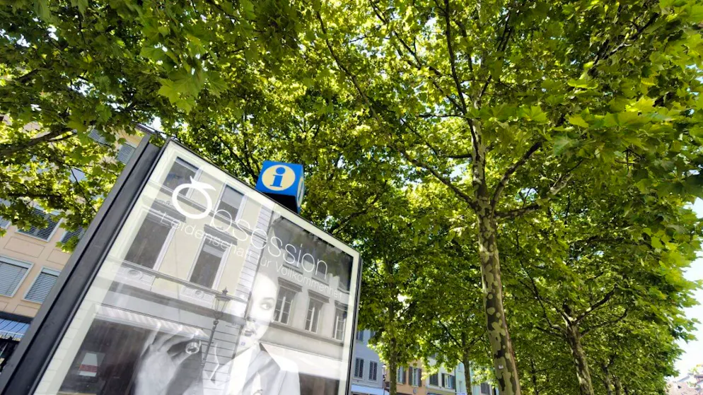 Les platanes urbains sont particulièrement efficaces pour rafraîchir l'air en période de canicule (image symbolique).
