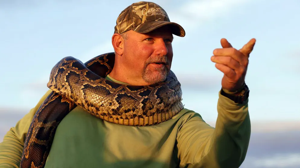 Un uomo si mette al collo un pitone birmano - non autoctono e pericoloso per la fauna indigena - catturato Everglades della Florida nel 2013. La zona è ricca di grossi serpenti e alligatori. 