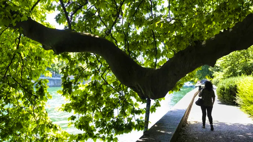 According to a new study, trees cool cities even during heatwaves.