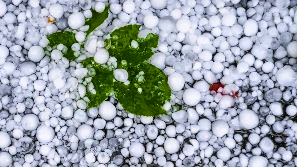 The hailstorm hit vineyards in western Switzerland on Saturday. (theme picture)