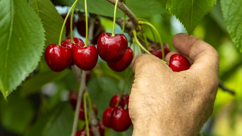 Between 400 and 500 tonnes of cherries are picked each week during the harvest period (archives).
