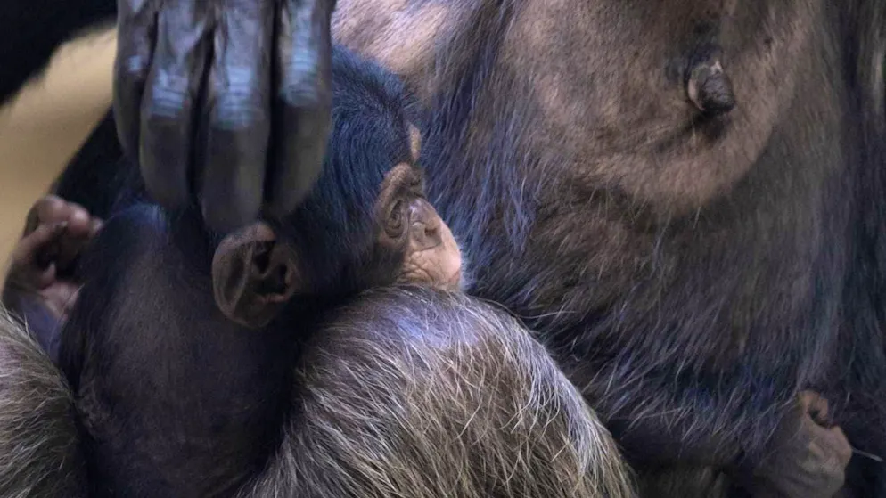 The offspring of chimpanzees and other great apes are rarely addressed in baby talk. (Archive image)