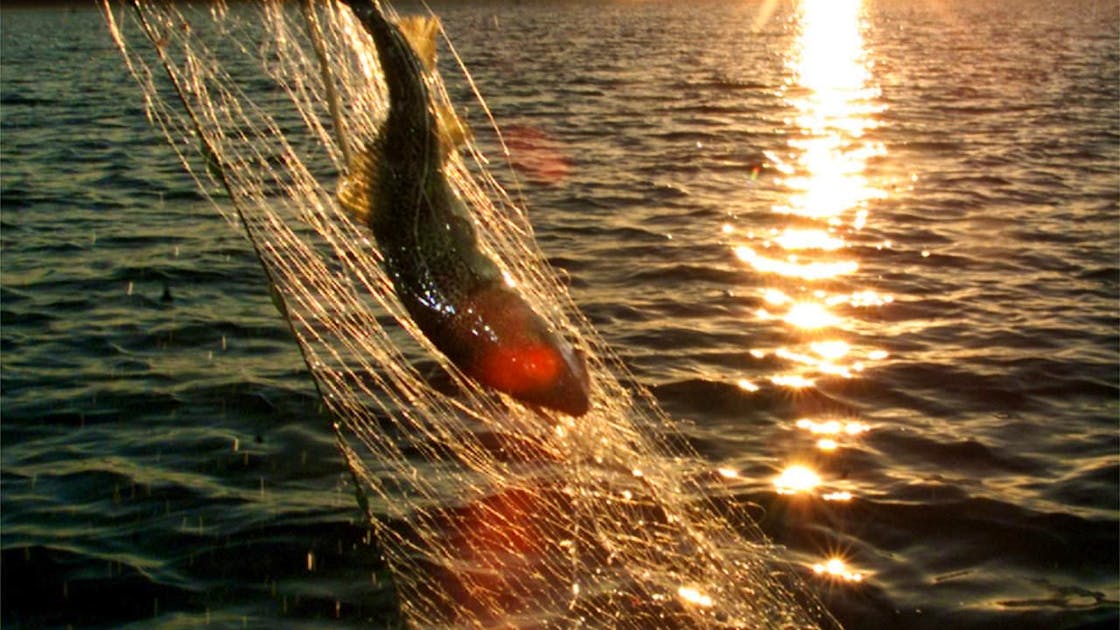 Cod fish in the Baltic Sea