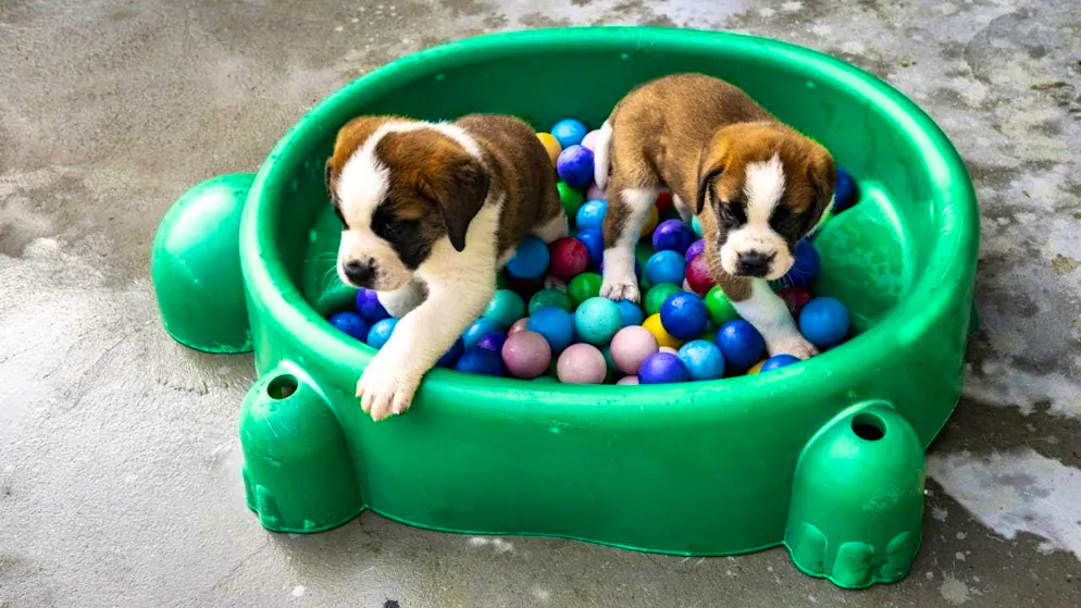 More space for St. Bernard dogs and their fans in Valais - Gallery. Two St. Bernard puppies in Barryland in Martigny VS.