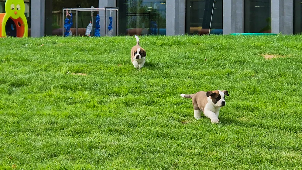 Barryland. À l'extérieur, les chiens profitent de vastes terrains de 400 m2 pour s'ébattre.
