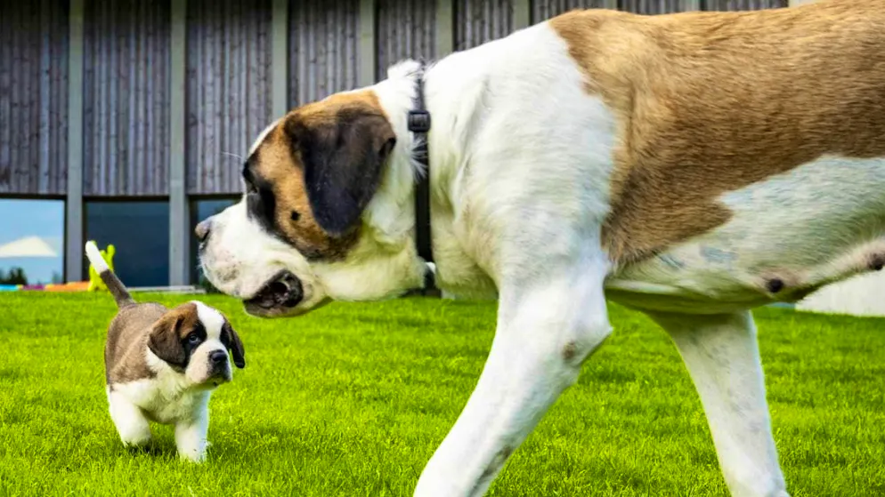 More space for St. Bernard dogs and their fans in Valais - Gallery. In the extended Barryland, the St. Bernard dogs have more space.