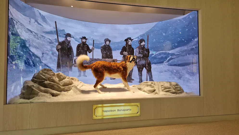 Barryland. Un diorama passe en revue les mythes et les histoires réelles en lien avec le Saint-Bernard.