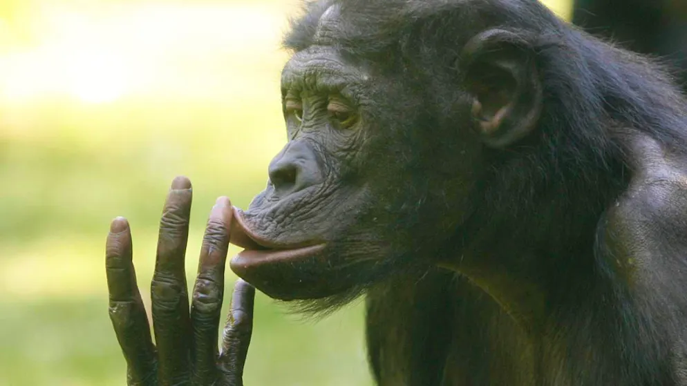 Les grands singes, dont les bonobos, produisent des vocalisations ressemblant au rire lorsqu'ils sont chatouillés ou pendant des jeux brusques, tout comme les enfants humains (archives).