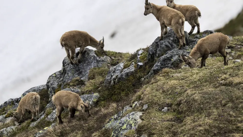 Un sondage auprès des chasseurs valaisans révèle leur souhait d'une refonte du système actuel de régulation du bouquetin (archives).