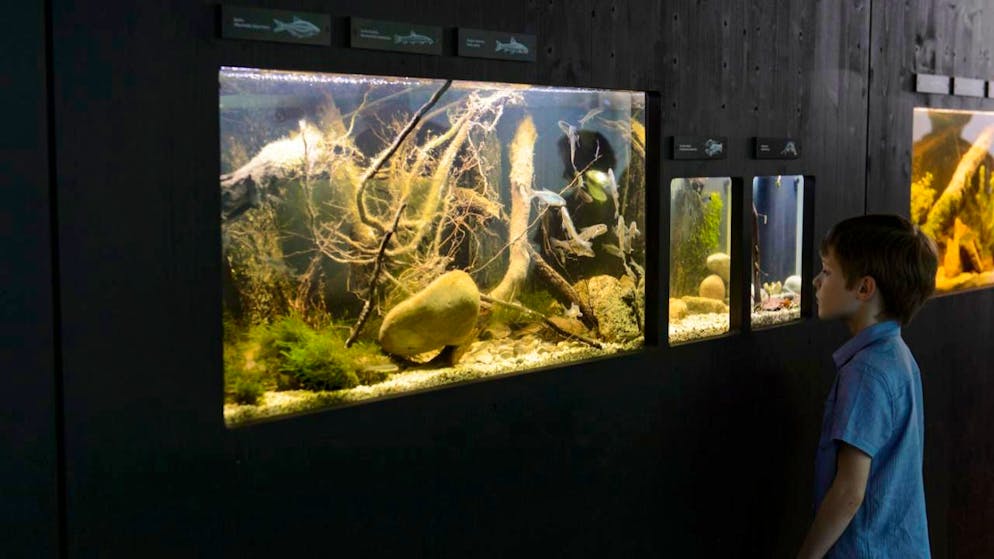 Zoom sur les poissons d'eau douce suisses à la Maison de la Rivière - Gallery. A Tolochenaz (VD), voilà déjà dix ans que la Maison de la Rivière s'applique à faire découvrir la nature au public (archives).