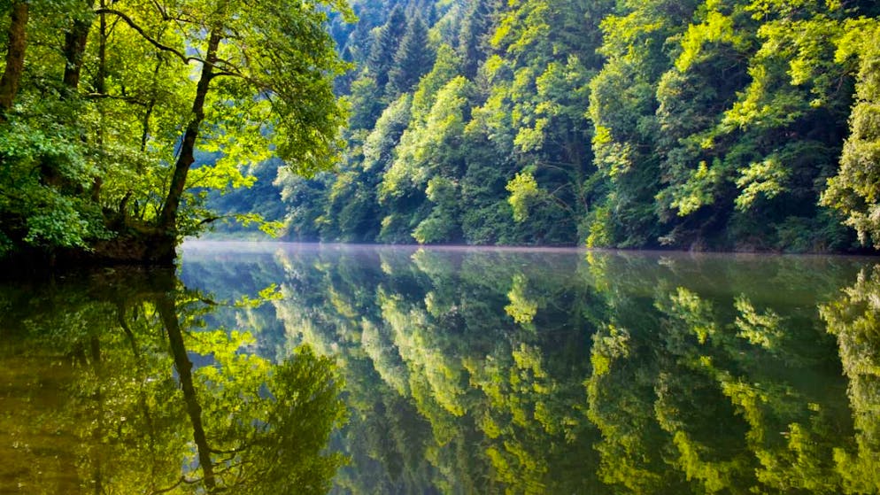 Zoom sur les poissons d'eau douce suisses à la Maison de la Rivière - Gallery. Les poissons des lacs et des cours d'eau de Suisse, ici le Doubs, sont au coeur de la nouvelle exposition de la Maison de la Rivière (archives).