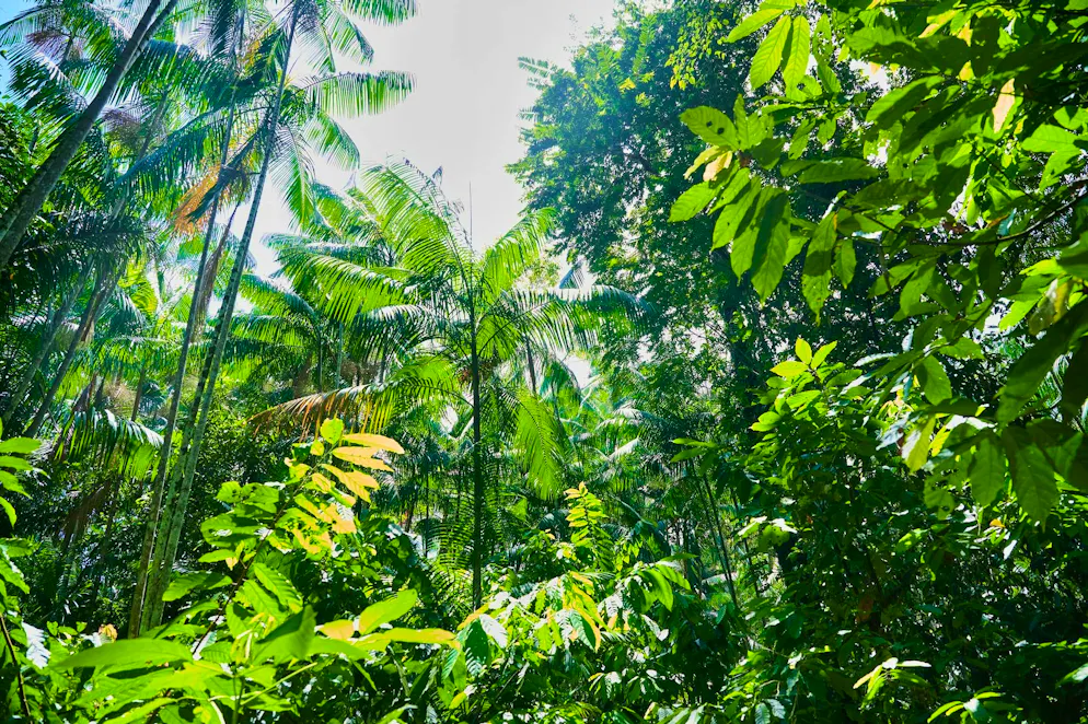 The Amazon rainforest is not only home to countless species, but is also a key climate stabilizer. And threatened by deforestation, drought and fire. (archive image)