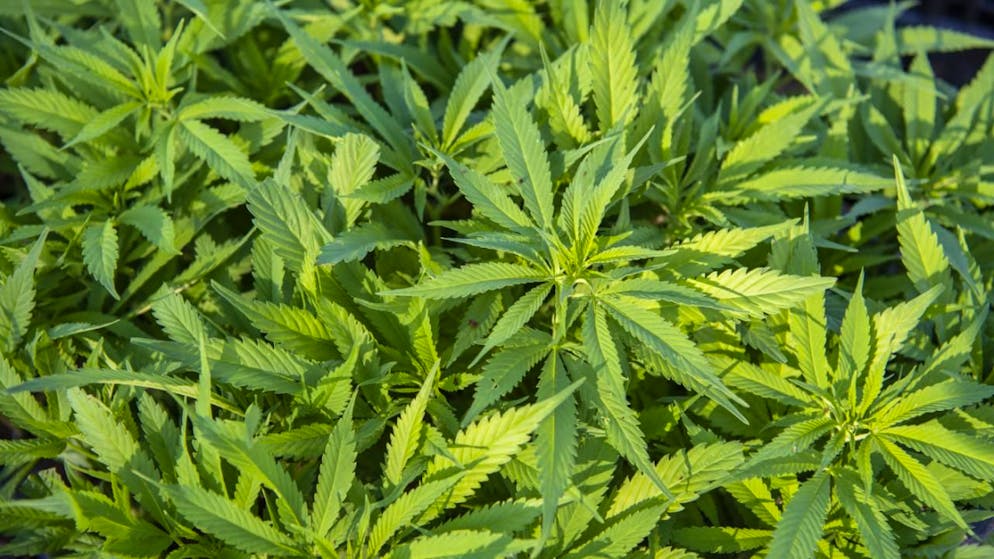 Le pollen de cannabis était caché au milieu des bocaux d'olives (image d'illustration).