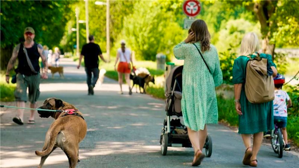 Biker versus Hundehalter. «Ein Velofahrer schlug meiner Freundin ins Gesicht» – «Es gibt verrückte Hündeler»