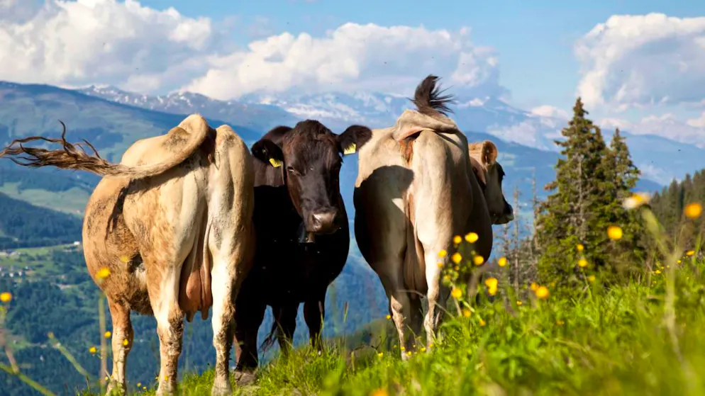 La maladie n'affecte que les bovins. Les ovins et les caprins n'y sont pas exposés (image d'illustration).
