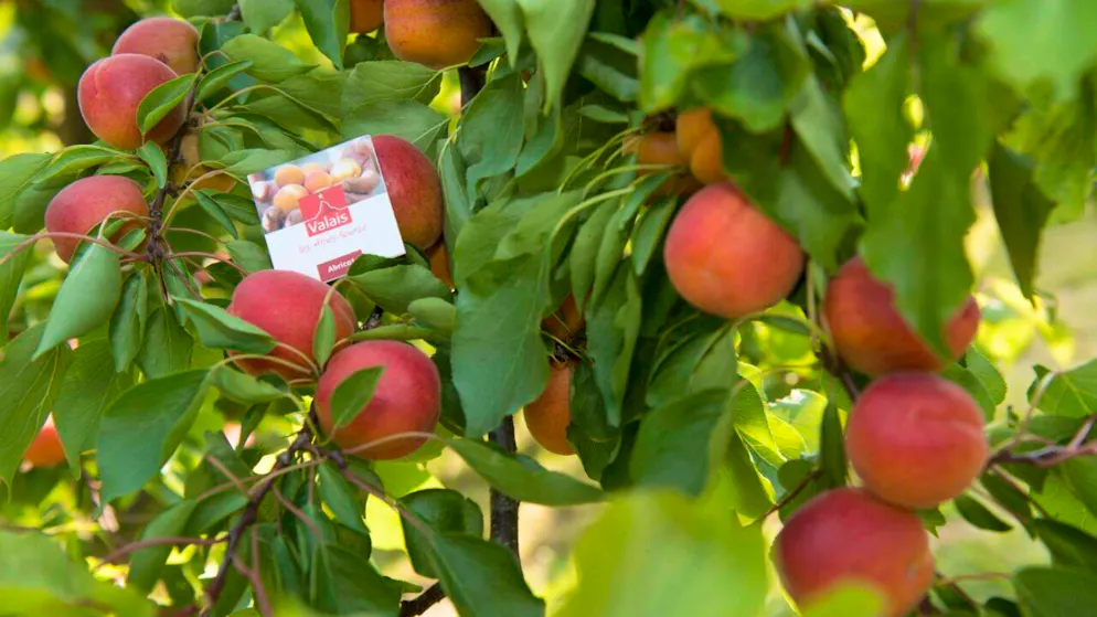 La récolte d'abricots du Valais devrait attendre 9000 tonnes, cette année (photo d'archives).