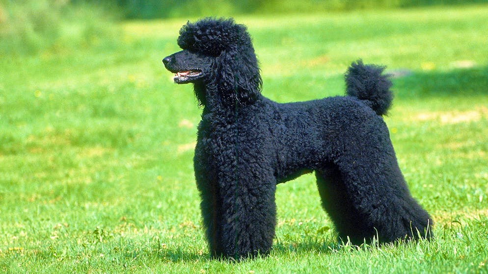 Ina Z. faked her own death to escape legal proceedings. But in reality, the 51-year-old German woman was living on Mallorca until a picture of her royal poodle on social media proved to be her undoing. (symbolic image)