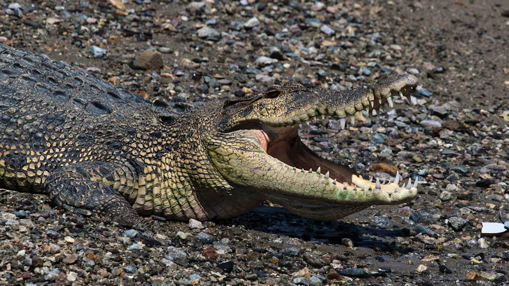 Body of the man in the mouth. Crocodile kills senior citizen on Sumatra while bathing in river