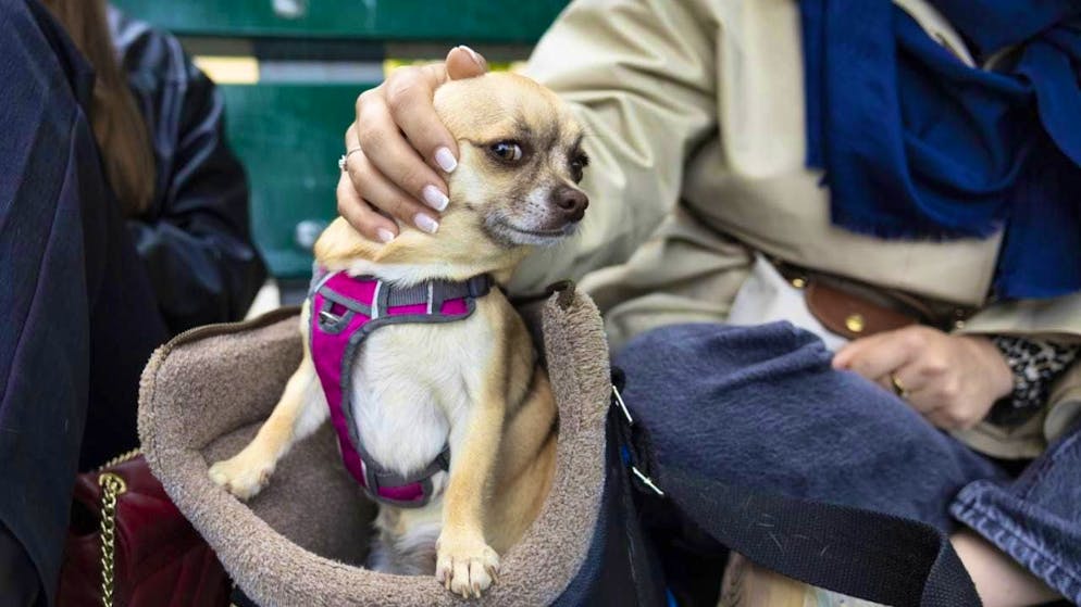 Dogs show no preference for nice people, according to a study. (archive picture)