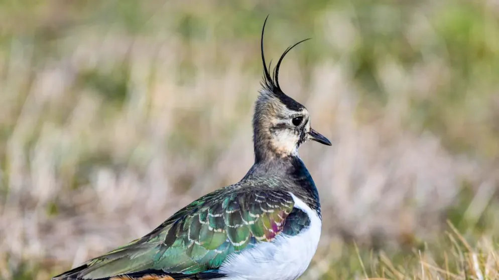 Grâce aux efforts de protection et de conservation, le vanneau huppé a été sauvé de l’extinction en Suisse (archives).