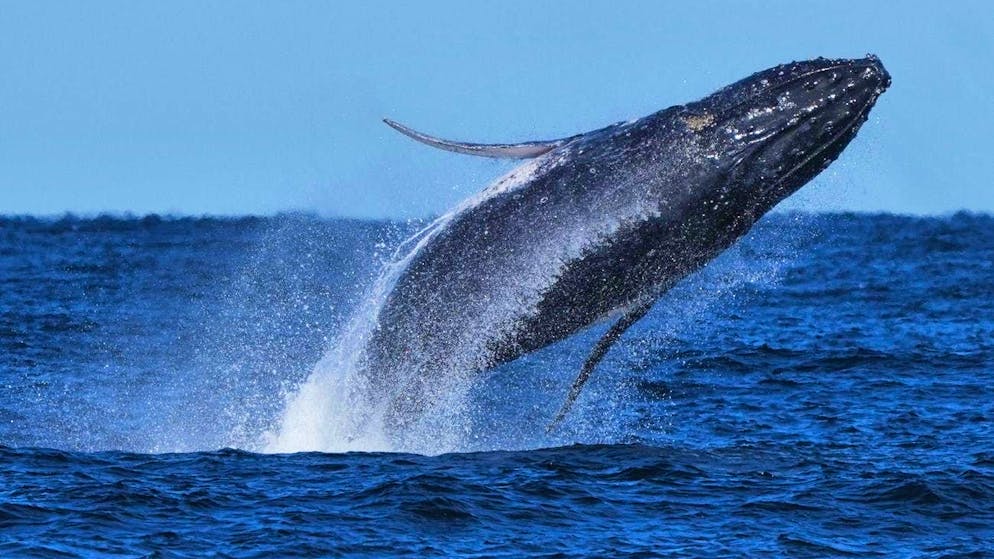 Una megattera viene avvistata al largo di Port Stephen, vicino a Sydney, il 18 giugno.