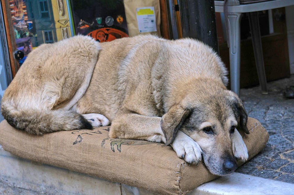 Stray dogs are common in Morocco.