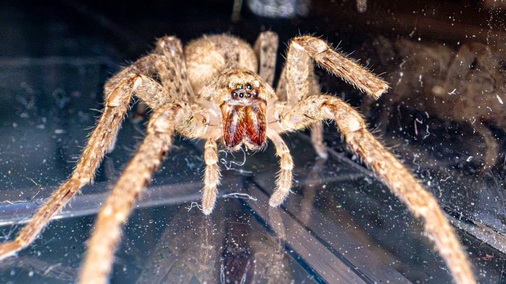 Verbreitet wegen Klimawandel. Spinnenphobie? Das musst du zur Nosferatu-Spinne wissen