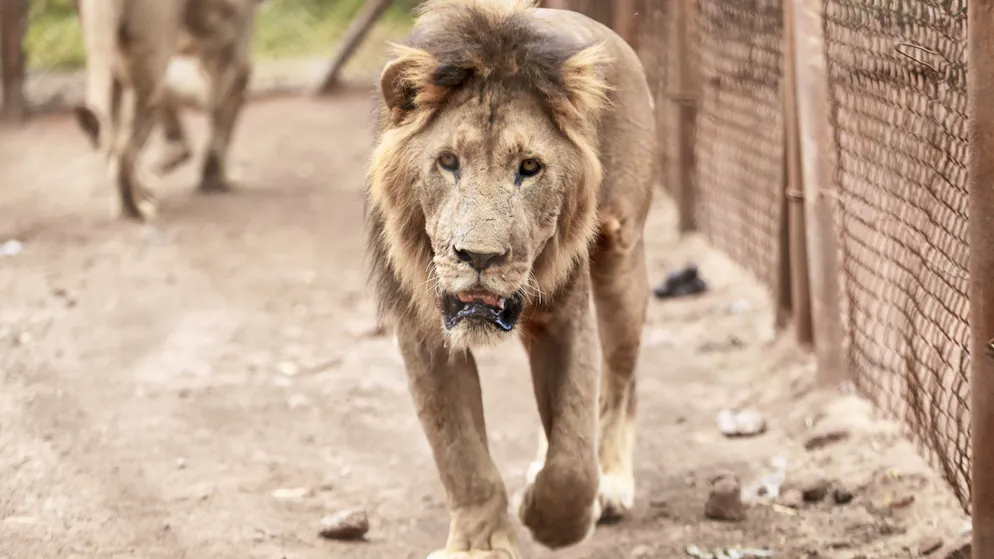 Propriétaires amusés. Un lion domestiqué attaque une femme et deux enfants !