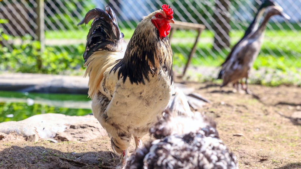 France. Elle attaque un coq en justice, le tribunal la condamne à verser 2000€