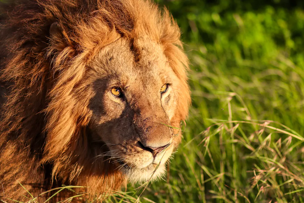 Le lion, baptisé Zeus, s'est échappé de son enclos dans le parc animalier Land of Lions situé à Manavgat, à quelque 60 km à l'ouest d'Antalya, aux premières heures du matin, a indiqué le gouverneur d'Antalya.(image d'illustration)