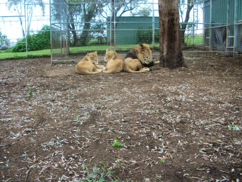 Frau verliert Arm bei Löwenangriff in Zoo