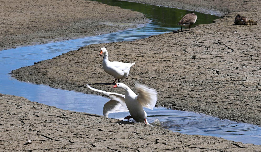 Depuis début juin, 7% des sols sont en alerte, deux fois plus que mi-mars. Cette aggravation se concentre en Europe de l'Est, notamment en Ukraine, où 31% du territoire est en alerte, et au Bélarus (25%), atteignant des valeurs record pour cette période de l'année (archive).