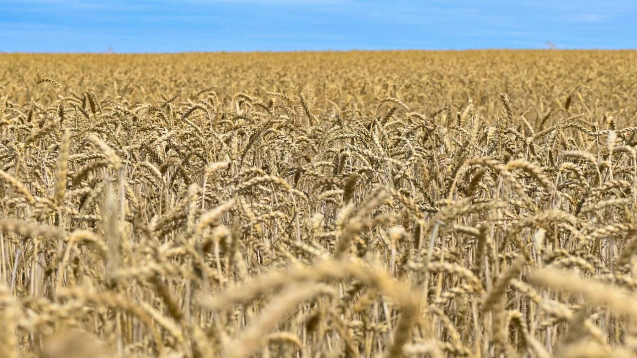 Agriculture. Approval plans for new plants divide opinion