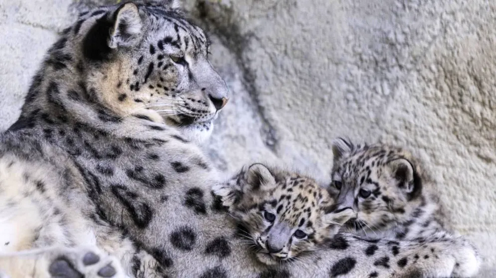 Due dei tre piccoli leopardi delle nevi nati due mesi fa.