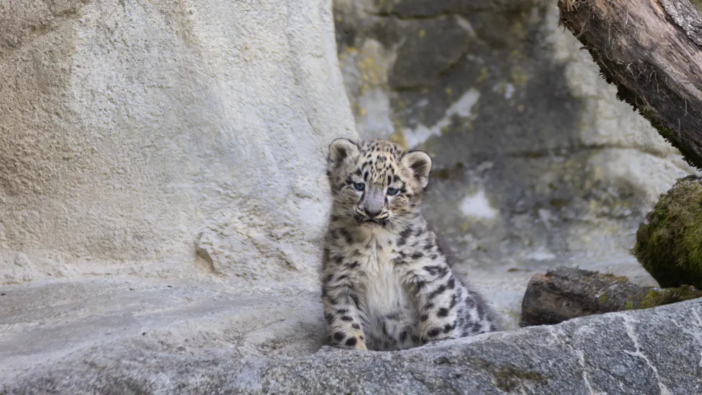 Offspring. Three snow leopard cubs were born at Zurich Zoo